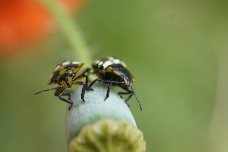 Anfänger Fehler beim Gasgrillen vermeiden durch richtige Temperatur und Vorbereitung