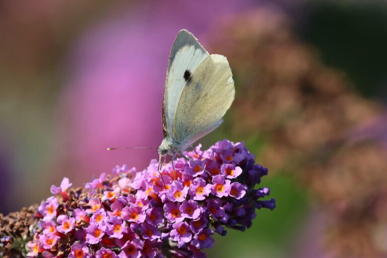 Mieter grillen sicher mit Elektrogrill auf Balkon unter Beachtung der Nutzung Regeln