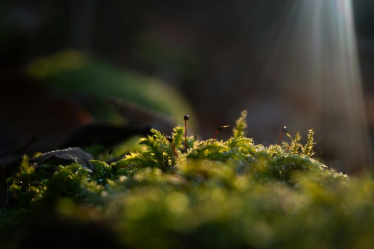 Moderner BSTRD Keramikgrill mit präziser Temperatur- und Luftstromsteuerung