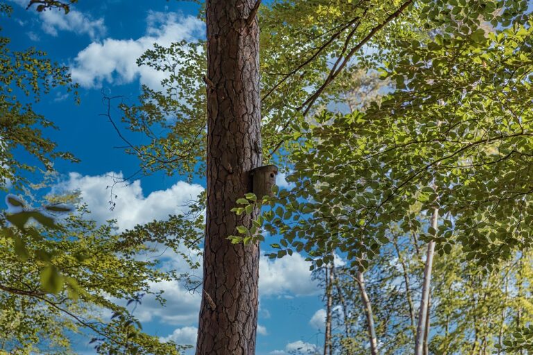 Elektrogrill draußen auf Terrasse mit Grillgut und sommerlicher Abendstimmung