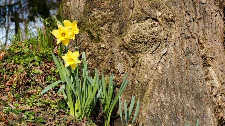 Leichte Frühlings Grillrezepte mit regionalem Spargel und frischem Gemüse auf dem Rost