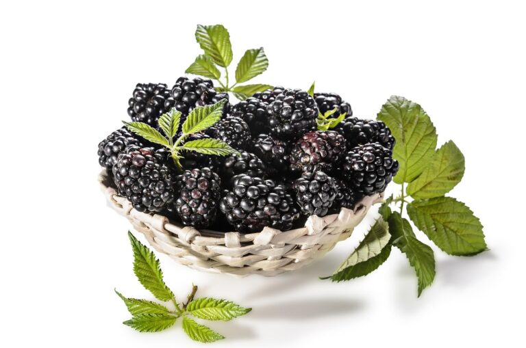 Garraum eines Keramikgrills mit Isolationsmaterial zur besseren Wärmespeicherung