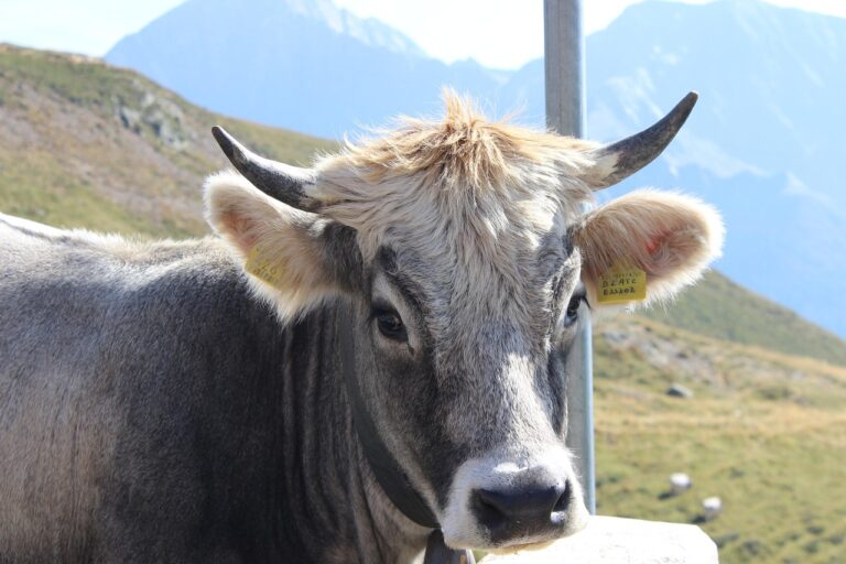 Gasgrill Brenner mit Blubbergeräuschen durch unregelmäßige Gaszufuhr und Verschmutzung