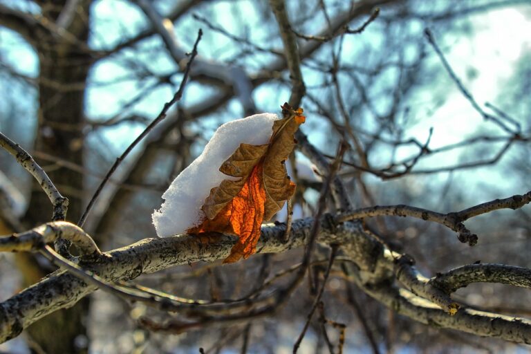 Holzkohlegrill mit rauchendem Grillgut zur Verringerung von Gesundheitsrisiken
