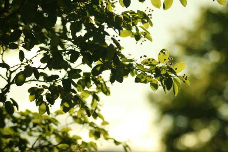 Originale Grandhall Ersatzteile mit Logo und passgenauem Zubehör für Gasgrills