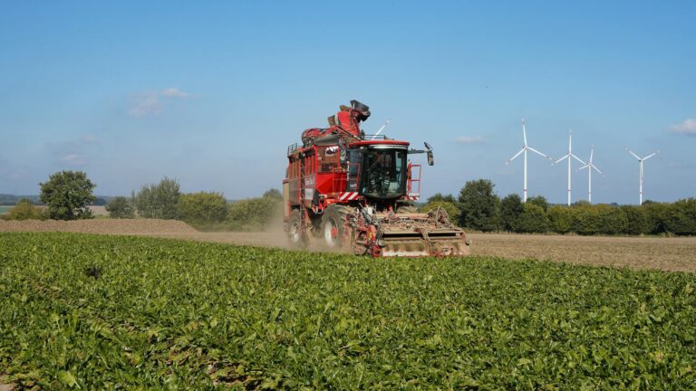 Grillgut auf Holzkohle Kugelgrill mit effizienter Kohleverteilung beim Grillen