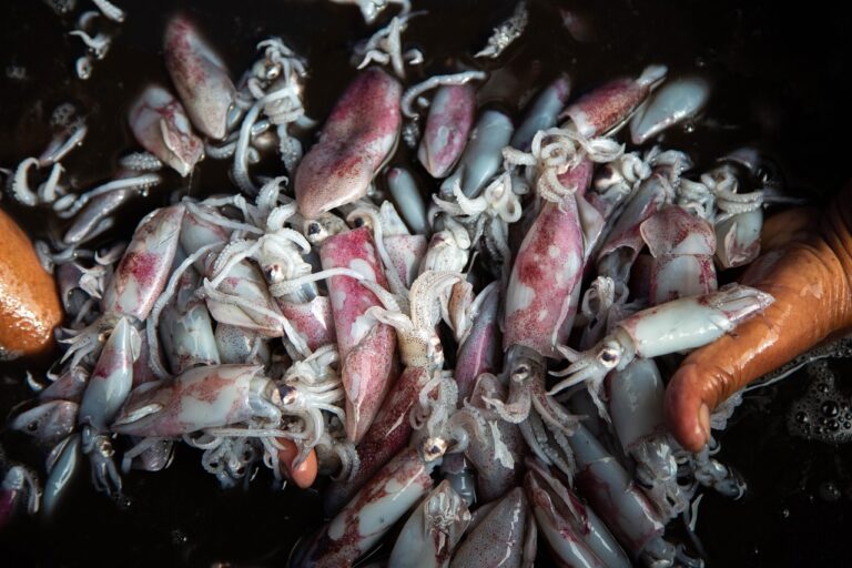 Zart gegrillter Oktopus mit saftiger Textur auf rustikalem Grillrost