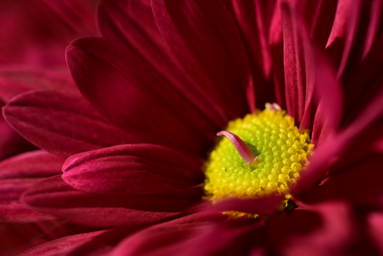 Saftige Rippchen auf dem Pelletgrill perfekt zart und rauchig gegart