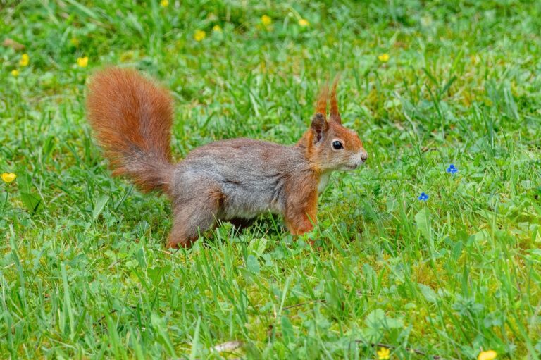 Smoker im Garten mit Abdeckhaube für optimale Lagerung und Schutz vor Wetter