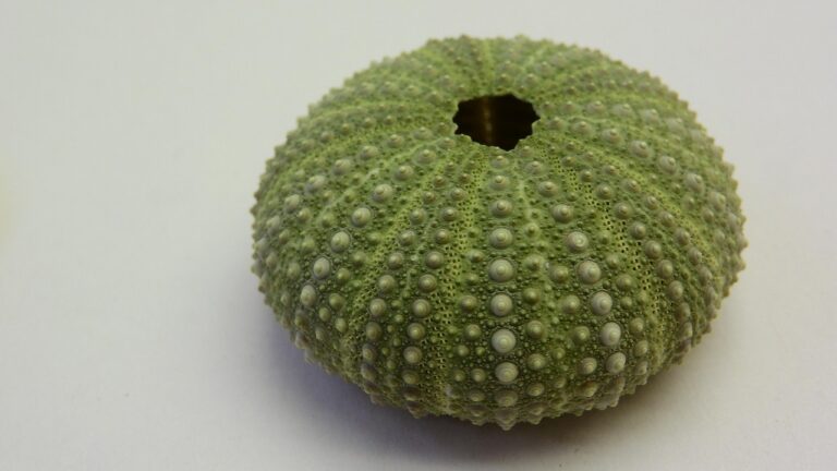 Saftige Spareribs mit knuspriger Kruste perfekt zart gegrillt