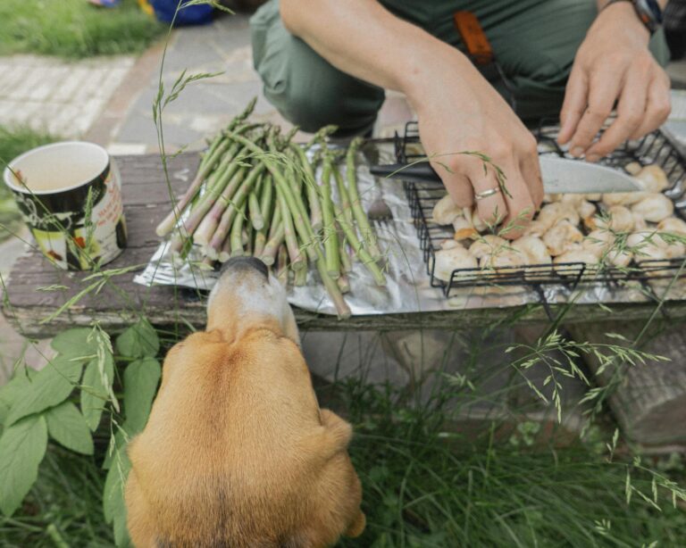 Spargel grillen lernen und dabei den perfekten Frühlingsgenuss zaubern Gegrillter grüner und weißer Spargel für perfekten Frühlingsgenuss auf dem Grill